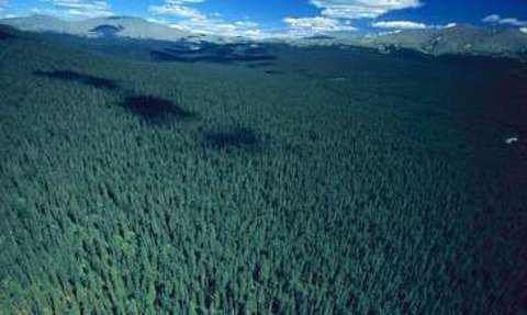 Rusya'nın dörtte biri ormanlarla kaplıdır.