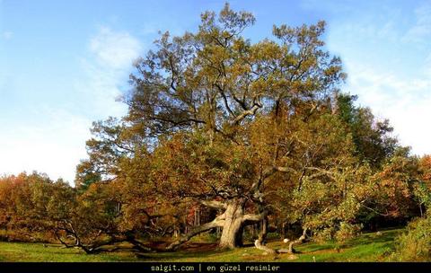Meşe ağaçları elli yaşından önce palamut vermez