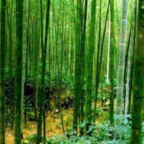 Dünyanın en hızlı büyüyen bitkisi bambu, bir günde 90 cm kadar uzuyor