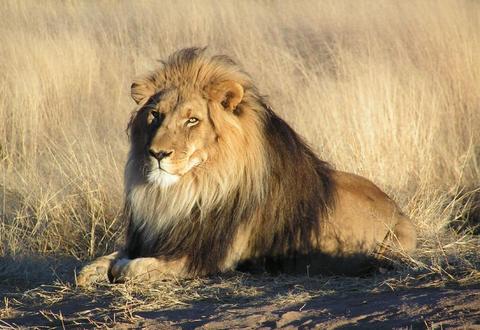 Aslanlar bir günde 50 kez sevişebilirler.