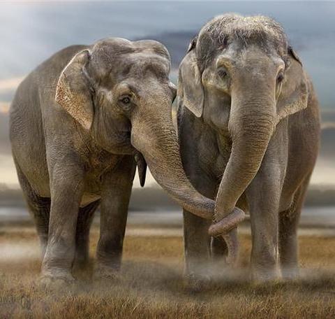 Filler zıplamayan tek memelidir