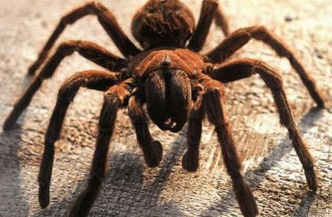 Tarantulalar iki buçuk yıl yiyeceksiz yaşayabilirler.