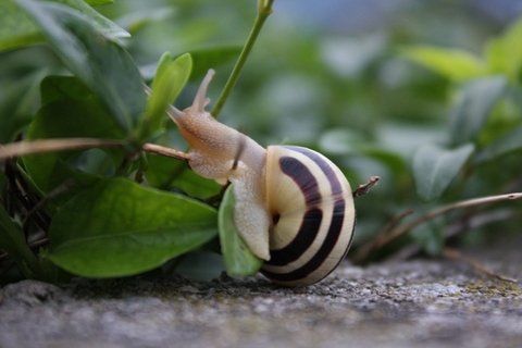 Sümüklüböceklerin dört tane burnu vardır.