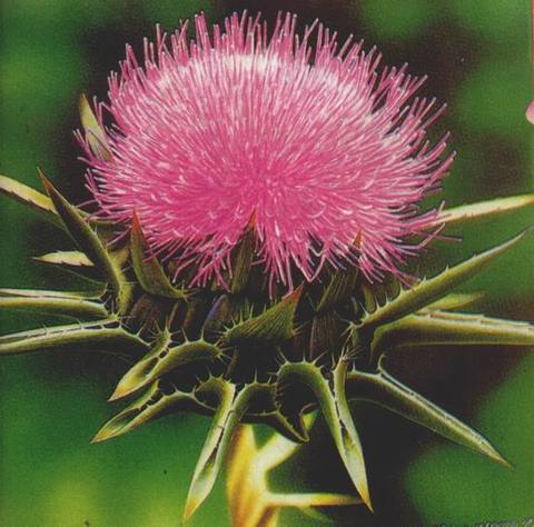 Devedikeni, akciğer, baş-boyun, idrar yolları ve idrar torbası, kalın bağırsak, prostat kanserine karşı etkili.