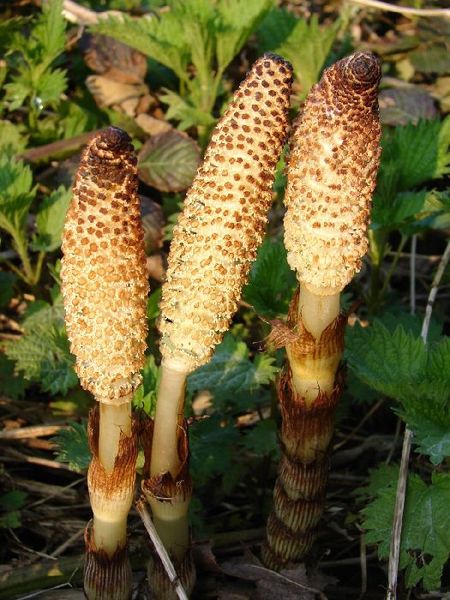 Karayılan otu, prostat kanserinin tedavisinde etkili.