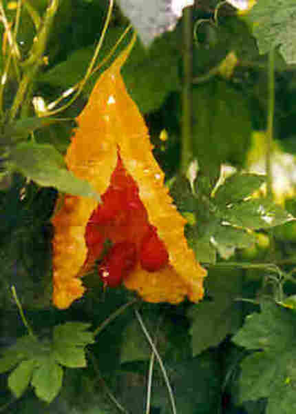 Kudret narı, baş-boyun, cilt, idrar yolları ve idrar torbası, lenfoma, lösemi, malign melanom, meme ve prostat kanserlerinde etkili.