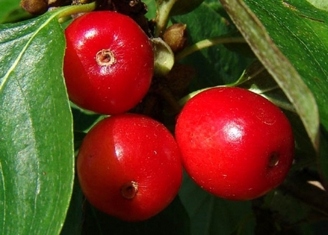 Kızılcık, akciğer, baş-boyun, kalınbağırsak, karaciğer, meme, prostat, yemek borusu ve yumuşak doku kanserlerinde etkili.