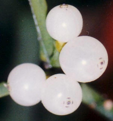 Ökseotu, akciğer, baş-boyun, karaciğer, karın zarı ve meme kanserinde etkili.