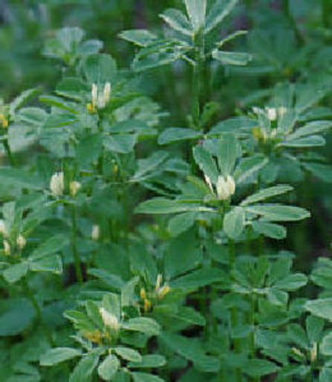 Çemenotu, kalın bağırsak, karın zarı, kemik, lösemi, meme kanserinin tedavisinde etkili.