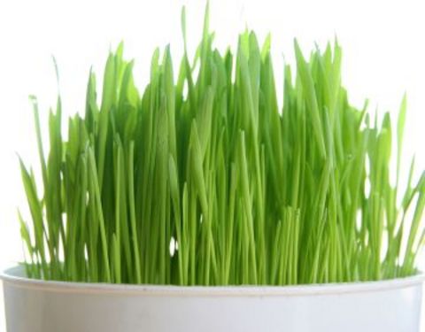 Buğday çimi, meme kanserinde etkili.