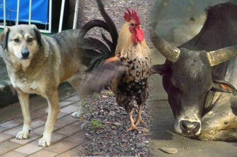 Köpeğin vakitsiz gece havlaması, horozun vakitsiz ötmesi, öküzün gece böğürmesi kötü şeylere işarettir.
