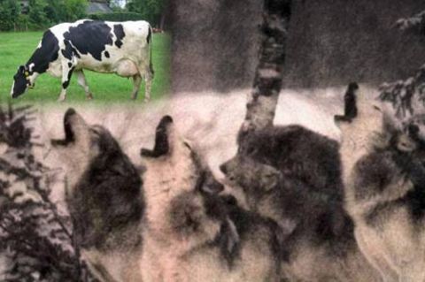 Kurtlar uluyunca inekleri yemesinler diye gökten ağızlarına yiyecek düşer.