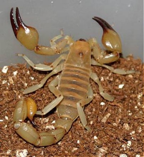 12 Mart-10 Temmuz tarihleri arasında Koç burcunda ilerlemesini sürdürecek Uranüs, astrolojik yapısı gereği  özgürlük, bireysellik orjinallik, değişim ve heyecan isteyen bireysel yanlarımızın ortaya çıkmasında etkili bir güçtür. Uzun devinimi( 7 yıl) boyunca haritamızda hangi yaşam alanında ilerliyorsa orayı değiştirir, eskinin yerine yeniyi getirir veya yeniye yer açabilmek için eskiyi ortadan kaldırır. Geçtiğimiz yıl kısa bir süreliğine bu enerjiyi deneyimlemiştik.  Ancak bu yıl itibariyle bizimle beraber. Başta çalışma hayatınızın günlük aktiviteleri olmak üzere sağlığınız, iş gücü verimliliğiniz, ustalık-çıraklık durumunuzla ilgili mevzularda zorlanmalar yaşanabilir,  uyum sorunları görülebilir ve kişi yeni gelişmeler karşısında özgür olmak isteyebilir. 