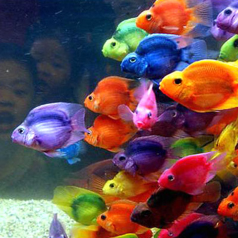 26 Ocak-13 Haziran tarihleri arasında, neredeyse yılın yarısını geri harekette geçirecek olan Satürn etkisi, birazdan düz seyirle ilgili paragrafta ele aldığım konular üzerinde tabii ki dikkatli olmayı gerektiricidir. Gelişmelerin yavaş oluşu veya istediğiniz doğrultuda ilerlemeyişi, başkalarından elde ettiğiniz gelirler, bankalarla alakalı işleriniz, cinsel yaşamınız, geçmiş bazı mevzuların kendini tekrar hissettirmesi her ne kadar canınızı sıksa da, 2011 yılına genel olarak baktığınızda maddi konuların ön planda olduğunu görüyoruz. Geri hareket tarihleri arasında özellikle dış kaynaklı gelirler anlamında lütfen sakin olunuz ve en ufak bir gecikme veya terslikte hayattan umudunuzu kesmeyiniz. Borçlarınız veya alacaklarınızı tahsil etmekte zorluklar yaşayabilirsiniz veya zorluklarla mücadele etmek için adil ve tarafsız düşünmek mecburiyetinde kalabilirsiniz.