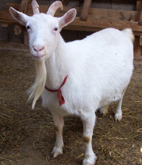 Sosyal hayatınızda değişimler, ilişkilerinizde mücadele dönemi olacak bu süreçte, iş ortaklıkları, sözleşmeler, özel hayatınızla ilgili deneyimlerden geçecek ve mücadele vereceksiniz. Satürn karmik bir gezegen olarak geçmişte ektiklerinizin biçilmesini sağlayan bir gezegendir. Bu sözden anlaşılacağı üzere sizler, ektiklerinizi bu süreç içinde olumlu veya olumsuz manada biçebilirsiniz. İş yükünüz özellikle bu yılın ortalarından itibaren artabilir ve yeni koşullar, tekliflerle karşılaşabilirsiniz. Bazılarınız doğum haritanızdaki etkiler nispetinde bu dönemde güçlü bir evlilik yapabilirsiniz. Kimileriniz ise, ilişkisiyle ilgili mücadeleler verebilir ve hayatlarına yeni bir yön çizebilirler. Ayrıca evinizle alakalı mevzulardaki değişimler geleceğiniz açısından son derece önem taşıyıcıdır.