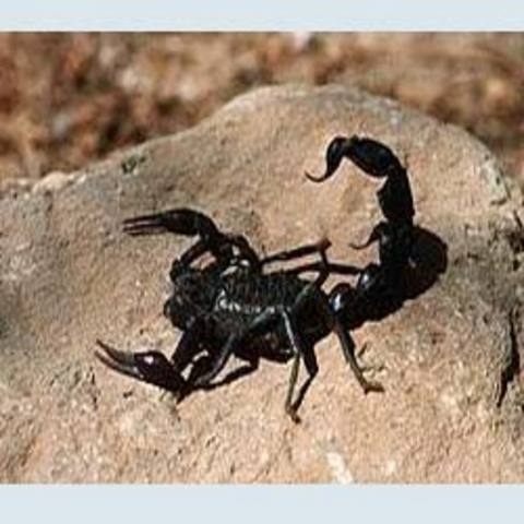 AKREP BURCU 2011 YILINA GENEL BAKIŞ - 22 Ocak-4 Haziran tarihleri arasında Koç burcunda ilerleyecek Jüpiter astrolojik olarak bir çoğunuzun bildiği gibi ilahi bir yardım gibidir. Geçtiği alanda genişlik, bereket ve gelişme yaratır. Koç burcunda ilerleyen bir Jüpiter insanın anlam arayışında kendisi ve isteklerini gerçekleştirme arzusunun yoğunluğu demektir. Günlük rutinler, çalışma hayatı, hizmet konularındaki görüşleriniz yavaş yavaş değişmeye başlar. Ne olursa olsun özgürlük ihtiyacınız yükselir. Açıkçası randımanlı çalışmak ancak ve ancak çok sevdiğiniz bir işi yapıyor olmanıza bağlıdır. Dokuz altı diyebileceğimiz işler yerine serbest çalışma, istediğiniz saatlerde işe gitme, üzerinizde denetim uygulanmaması şartı öncelikle baskın hale gelir. Kişi bu enerji altında şuna çok dikkat etmelidir. Kendini keşif ve kendini yetiştirme. Abartılı tepkilerden uzak olma. Çevresindeki insanlara baskılar uygulama, şartlarının farkında olma. Hoşgörüsüz yaklaşımlar, tahammülsüzlük, sabırsızlık, istediği şeyin istediği anda olması arzusu kişiyi sağlık olarak rahatsız edebilir. Sabır kelimesi sizin için anlamı yitirir hale gelebilir.