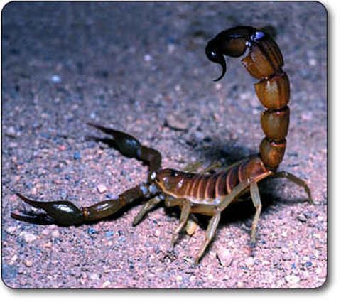 Eğitim hayatınız açısından araştırma konularına daha fazla önem verebilir, hatta bu konuda ileri noktalara gelebilirsiniz. İnternet dünyası başta olmak üzere her türlü iletişim aracından bu dönemde faydalanmanız kolaydır. Ayrıca eğitim hayatı içinde iyi bir eğitmen olarak yer alabilir, seyahat, gezi gibi konularda da etkin pozisyonlara gelebilirsiniz. Bu süreçte duygu dünyanızla ilgili meselelerde kendi fikirlerinizi baskı yoluyla göstermeye çalışmak, her konuda haklı olduğunuzu düşünmek yerine dinlemeyi bilmeniz son derece önemlidir. İnsanlarla olan ilişkilerinize özellikle bu dönemde dikkat etmeli, kendi yanlışınız konusunda da bir yargıç gibi gerçekçi olmaya çalışmalısınız.  - 2011 yılının beklentilerinizin ötesinde pozitif bir yıl olmasını diliyorum. Her şey umduğunuzdan çok daha güzel olsun. İyi ki varsınız.