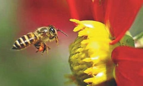 ARILARIN ÖLÜMÜ -  - 2008'de ABD'de ticari arı kovanlarındaki kolonilerin üçte birinin ortadan kaybolduğu tespit edilmişti. Kanıt: İnsan için gerekli birçok ekin, sürekliliğini arıların faaliyetine borçlu. Arılar yok olursa, tarım da sona erer. Ardından açlık, şiddet ve ayaklanma gelir. Olasılık: 7/10