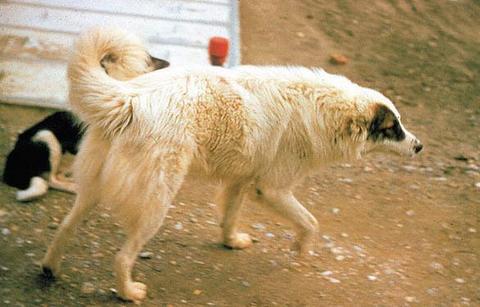 Çiğli ve çevresi, ABD tarafından nükleer füze üssü - olarak seçilince Sovyetler de - bölgeyi takibe aldı. Bir Bulgar - casus, kamptaki yemek artıklarıyla beslenen sokak - köpeğinden kaçamadı