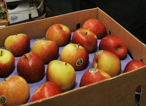 Apple - Yazılım mühendisi/"3 tane kutu var. Bir tanesinin içinde sadece elma, diğerinde sadece portakal, diğerinde de karışık halde elma ve portakal var. Kutular hatalı şekilde etiketleniyor dolayısıyla kutuların hiçbirinin üstünde yazan içeriği ile tutmuyor. Kutulardan birini içine bakmadan açıp, bir tane meyva alıyorsunuz. O meyvaya baktığınızda ne kadar çabuk her kutunun içeriğini doğru olarak tahmin edebilirsiniz?"