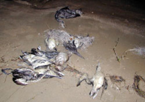 5 Ocak'ta İsveç'in Falkoping kentinde 100'den fazla karga leşi bulundu.