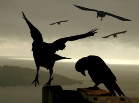 İsveçli kuşbilimci Anders Wirdheim, soğuk hava ve beslenme sorunu yüzünden kuşların öldüğünü açıkladı.