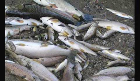 Balıklar durup dururken öldüler -  - Florida'da bulunan Spruce Creek nehrinde yüzlerce ölü balık bulundu. Hava şartlarının iyi olması ve bölgede kirli atıklara rastlanmaması bilim dünyasını cevapsız bıraktı. Nehrin her noktasında rastlanabilen balıklar ile ilgili olarak henüz bir açıklama yapılmadı.