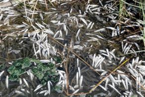 Brezilya'nın Paranagua kıyısında yaklaşık 100 ton sardalye ve kedibalığı kıyıya vurdu. Ölü balıkları inceleyen bilim adamları henüz kesin bir karara varamadı. Fakat yetkililer zehirli gazlar yayan yosunların balıkların ölümüne neden olduğu ihtimali üzerinde duruyor.