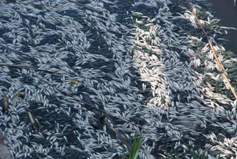 Ölü balık halısı -  - Yeni Zelanda'nın Little ve Waikawau körfezlerinde yüzlerce ölü balık bulundu. Aucklandlı James Hughes botuna binip durumu incelemek için sahilden açıldığında balık leşlerinden oluşan bir "Halı" ile karşılaştığını söyledi. Koruma Departmanı bölgedeki balıkların hava durumu yüzünden beslenme sorunu çektiklerini belirtti.