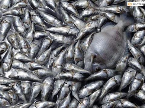 Maryland'de de aynı manzara -  - Amerika'nın Maryland eyaletinde yaklaşık 2 milyon balık karaya vurdu. Çoğunlukla yaşlı olan balıkların 9 ile 18 santimetre uzunluğunda olduğu açıklandı. Maryland Çevre Departmanı (MÇD) biyologları inceledikleri balık numunelerinde ölüm sebebini henüz keşfedemedi. Fakat MÇD sözcüsü Dawn Stoltzfus aşırı soğuyan deniz suyu nedeniyle balıkların öldüğü şüphesi üzerinde durduklarını açıkladı.