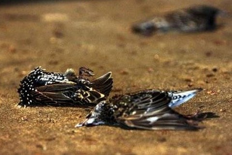 Kargalar üzerinde yapılan incelemeler kuşların çoğunluğun herhangi bir fiziksel hasar görmediğini belirlendi.