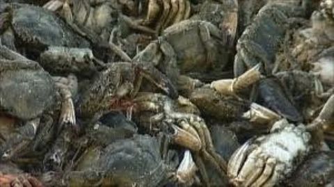 İngiltere'nin Thanet sahiline 40 binden fazla yengeç vurdu. İngiltere Çevre Ajansı son 100 yılın en soğuk aylarını yaşayan İngiltere'de Çalpara cinsi yengeçlerin olumsuz yönde etkilendiğini öne sürdü. Benzer ölümlerin son üç yılda yaşandığını açıkladı.