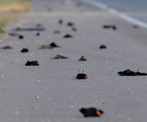 Yetkililer kuşların bir elektrik kablosuna takılarak çarpılmış olabileceği ihtimali üzerinde dursa bile William & Marry Üniversitesi, Kuş Davranışları Araştırmaları bölümünde görevli Profesör Dan Cristol "Hayvanların hasta olduğunu düşünüyorum. Elektrik kablosuna çarpmadıklarından eminiz" dedi.