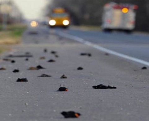 Beebe'de yaşananların aksine bu sefer tek bir kuş cinsinin değil serçe, inek kuşu ve karakuş gibi farklı canlıların öldüğü tespit edildi.