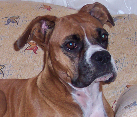 Bir karıncanın koku alma yeteneği en az bir köpeğinki kadar gelişmiştir.