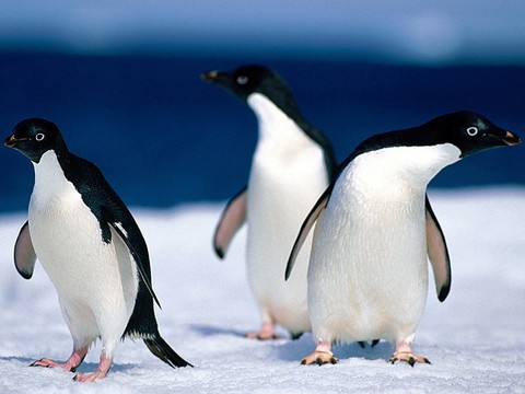 Penguen yüzebilen ama uçamayan tek kuştur.