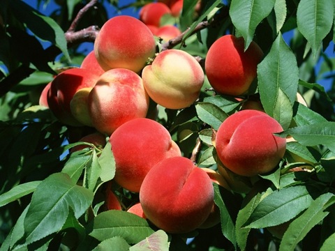 ŞEFTALİ: - Oldukça neşeli bir yapıya sahipsiniz. - Yaşamayı seviyorsunuz. - Dostluklar hayatınızın vazgeçilmez bir parçası... - Olayları büyütmüyor ve çabuk bağışlıyorsunuz. - Açık sözlü ve dobra bir insansınız. - Bağımsız ve hevesli karakteriniz sizi tuttuğunu koparan bir insan yapıyor. - İdeal bir partner ve tutkulu bir aşıksınız; ancak sevginizi diğer insanların gözü önünde göstermekten hoşlanmıyorsunuz.  -