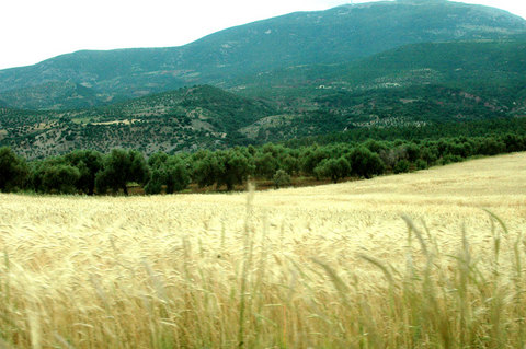 Amik Ovası'nın ortasındayız