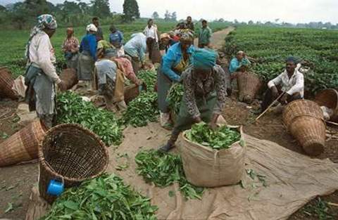 12. KAMERUN -  - 130 bin kişinin başvurduğu Kamerundan gelen toplam talep 190 bin kişi…  -