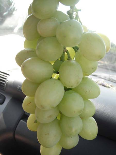 Erdal Bey'in Uslu Üzüm'ü