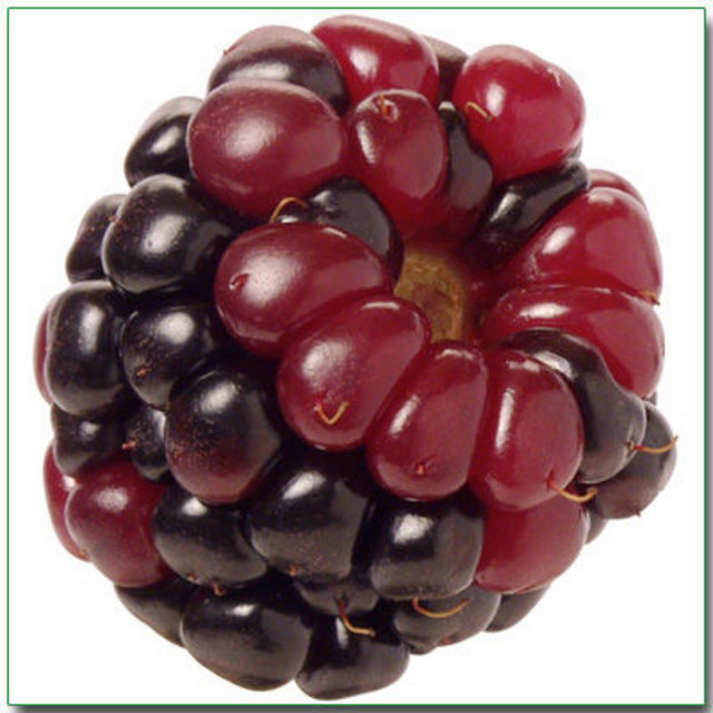 Güzellik için, böğürtlen çiçekleri ise 50 grama bir 1 litre su ölçüsü ile kaynatıldığı zaman, elde edilecek bu şifalı su eller için çok iyi bir güzellik losyonudur. -  -