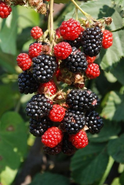 Böğürtlenin sıkılarak elde edilen suyu ishallerde çok faydalıdır. Ancak böğürtlen suyu saklanamaz taze içmek gerekir. Saklanırsa sirkeleşir. -