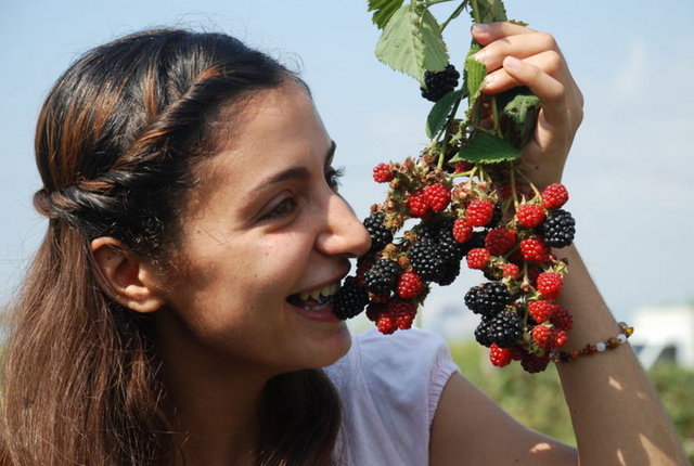 Ayak yorgunluklarında, böğürtlenin sürgünleri ve kökleri 100 grama 1 litre su ölçüsüyle kaynatılırsa, ılıyınca ayak banyosu olarak kullanılabilir. Ayak yorgunluklarına çok iyi gelir. -