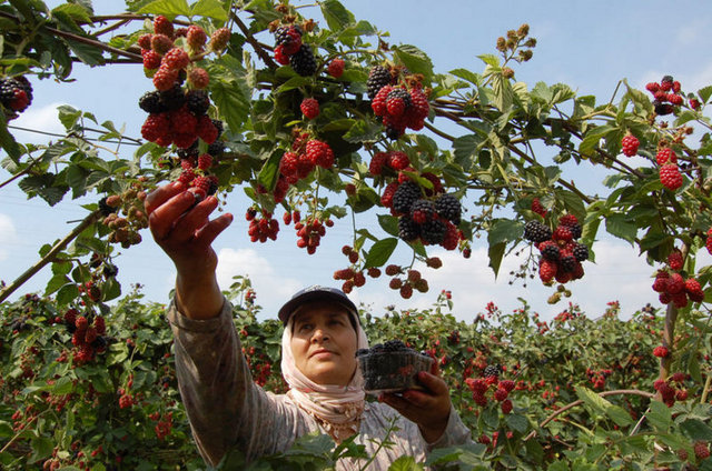 Böğürtlen yaralara sürülürse iyileşmelerini kolaylaştırır. -