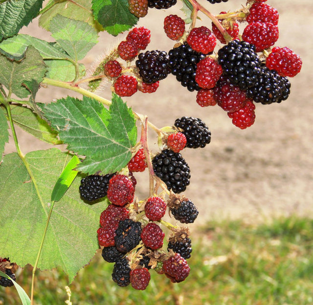 Kurutulmuş yapraklarından yapılan şurubunun kanı temizleyici etkisi de var. Bu şurup öksürüğü olanlara da iyi geliyor. -