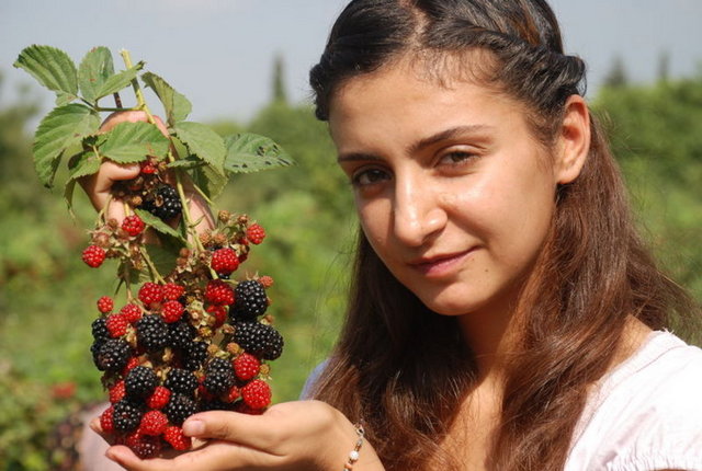 Düzenli yenen böğürtlen yaşlılıktan kaynaklanan hafıza kayıplarını önlüyor. -