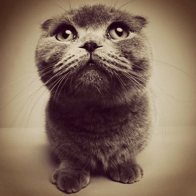 Mehmet Turgut: - Instagram'a genellikle profesyonel kameralarla çektiği fotoğrafları yüklüyor. Bunun tek istisnası kediler ve köpekler, yani Turgut telefonuyla kedi ve köpek çekiyor.