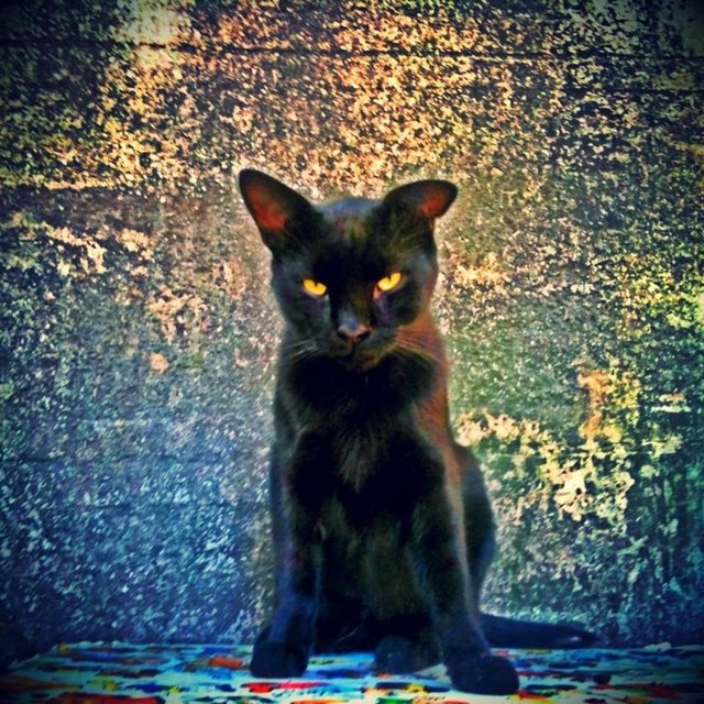 Mehmet Kirali:  - Endüstriyel mutfak tasarımlarıyla ilgili bir işi var, aynı zamanda uzun zamandır fotoğrafla ilgili. Instagram'a sadece iphoneography'e uygun fotoğrafları, yani cep telefonuyla çektiklerini yüklüyor. İş görüşmesine giderken bile, üzerindeki takım elbiseyle çok tuhaf görünebileceğini falan düşünmeden fotoğraf çekebiliyor; gerekirse yerlere yatıyor, gerekirse duvarlara, surlara tırmanıyor... Civilking adını kullanan Kirali, en çok İstanbul'u ve kedileri çekmeyi seviyor.