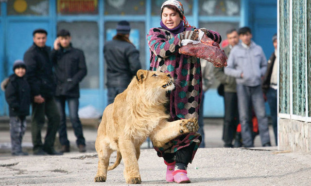 Duşanbe'nin - kedileri - Tacikistan'ın başkenti - Duşanbe'deki hayvanat - bahçesinin çalışanlarından - Zukhro soğuk bir ocak günü - aslan Vadik'i kafesinden - çıkarıp haftalık gezintisine - çıkarmış. Çevredekilerin garip - bakışları arasında Vadik, uslu - durursa büyük hediyesine - kavuşacak.