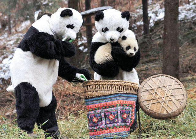 Pandayı kandırmak - Çin Panda Koruma ve Araştırma Merkezi'nde - panda kostümleri giymiş 2 görevli 6 aylık yavru - bir pandayı yeni yaşam alanına transfer ediyor. - Görüntüdeki panda şubattan beri vahşi hayata - alıştığı yeni evinde.